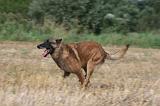 MALINOIS 952